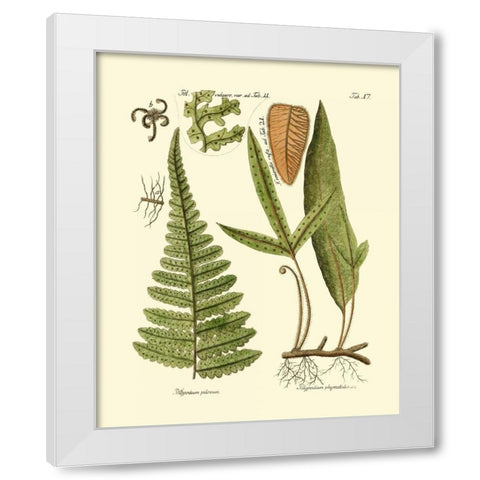 Antique Fern IV White Modern Wood Framed Art Print by Vision Studio