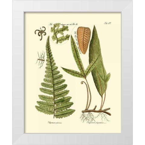 Antique Fern IV White Modern Wood Framed Art Print by Vision Studio