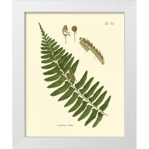 Antique Fern V White Modern Wood Framed Art Print by Vision Studio