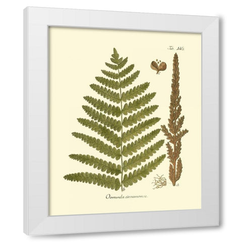 Antique Fern VI White Modern Wood Framed Art Print by Vision Studio