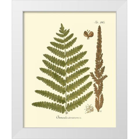 Antique Fern VI White Modern Wood Framed Art Print by Vision Studio