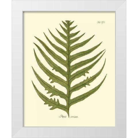 Antique Fern VIII White Modern Wood Framed Art Print by Vision Studio