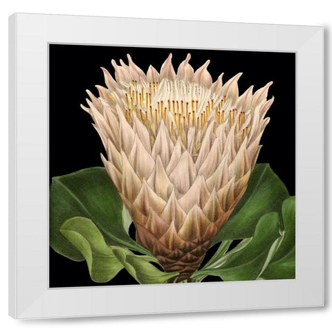 Dramatic Tropical Vision VI White Modern Wood Framed Art Print by Vision Studio
