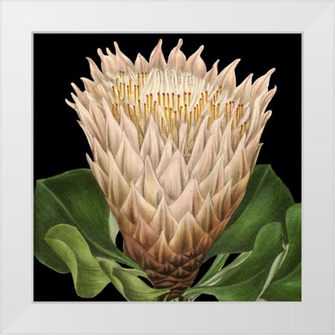 Dramatic Tropical Vision VI White Modern Wood Framed Art Print by Vision Studio