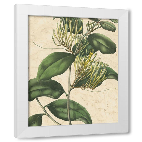 Botanic Beauty IV White Modern Wood Framed Art Print by Vision Studio
