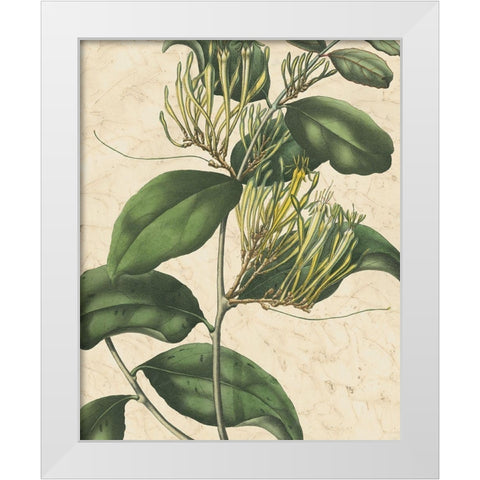 Botanic Beauty IV White Modern Wood Framed Art Print by Vision Studio