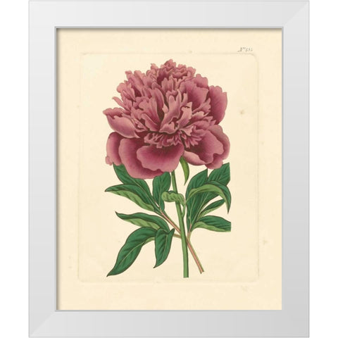 Evas Garden I White Modern Wood Framed Art Print by Vision Studio