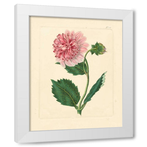 Evas Garden II White Modern Wood Framed Art Print by Vision Studio