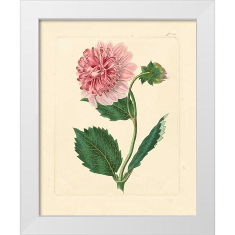 Evas Garden II White Modern Wood Framed Art Print by Vision Studio