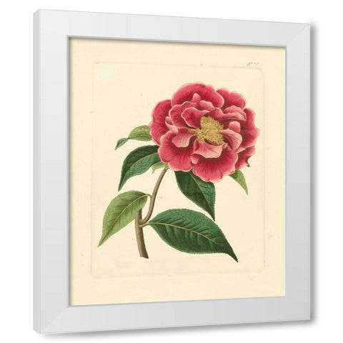 Evas Garden III White Modern Wood Framed Art Print by Vision Studio