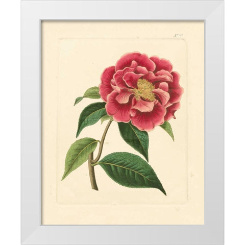 Evas Garden III White Modern Wood Framed Art Print by Vision Studio