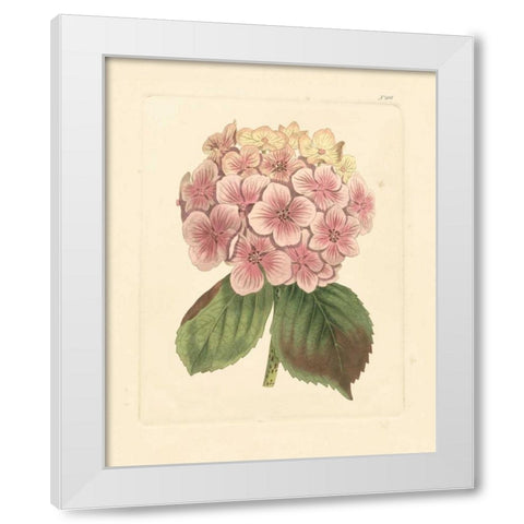 Evas Garden IV White Modern Wood Framed Art Print by Vision Studio