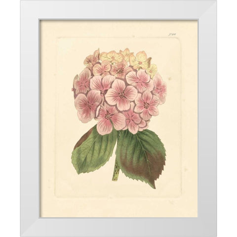Evas Garden IV White Modern Wood Framed Art Print by Vision Studio
