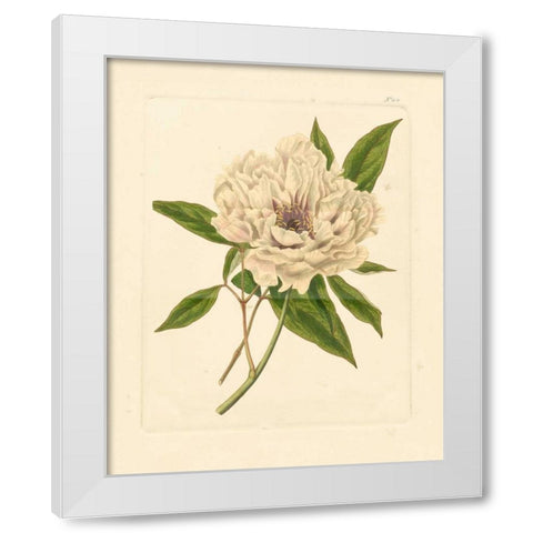 Evas Garden V White Modern Wood Framed Art Print by Vision Studio