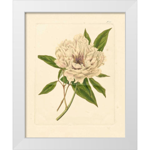 Evas Garden V White Modern Wood Framed Art Print by Vision Studio