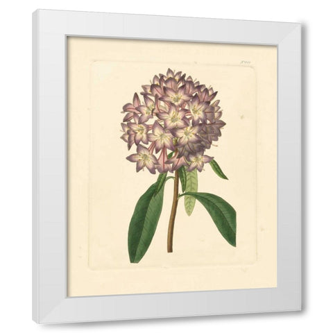 Evas Garden VI White Modern Wood Framed Art Print by Vision Studio