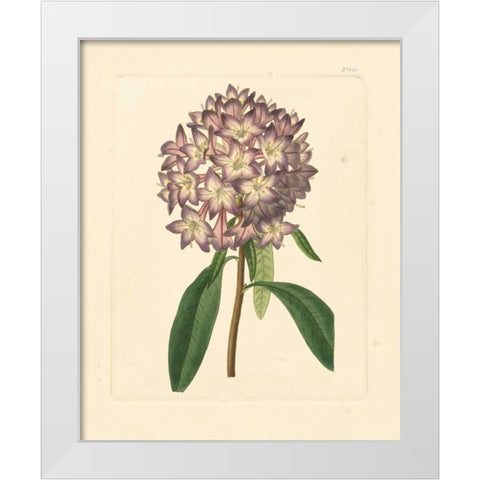 Evas Garden VI White Modern Wood Framed Art Print by Vision Studio