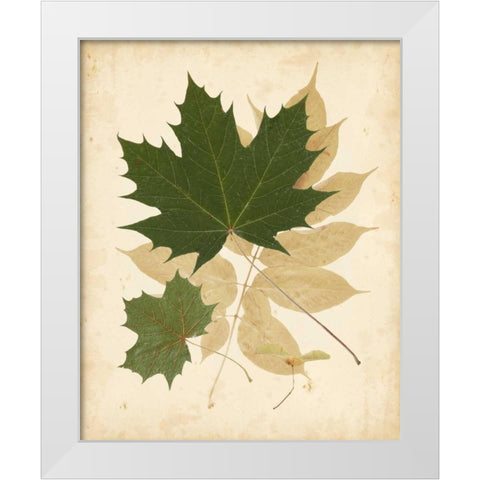 Natures Collage I White Modern Wood Framed Art Print by Vision Studio