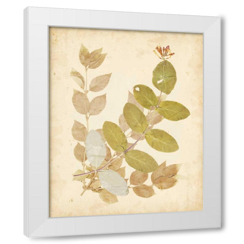 Natures Collage II White Modern Wood Framed Art Print by Vision Studio