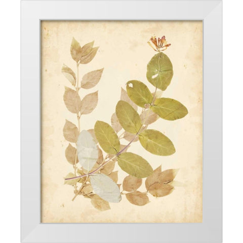 Natures Collage II White Modern Wood Framed Art Print by Vision Studio