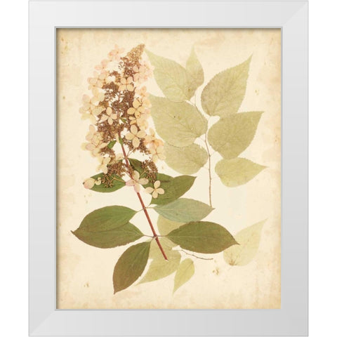 Natures Collage III White Modern Wood Framed Art Print by Vision Studio