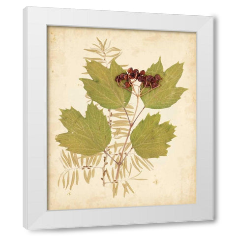 Natures Collage IV White Modern Wood Framed Art Print by Vision Studio