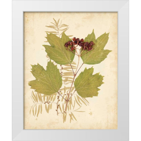 Natures Collage IV White Modern Wood Framed Art Print by Vision Studio