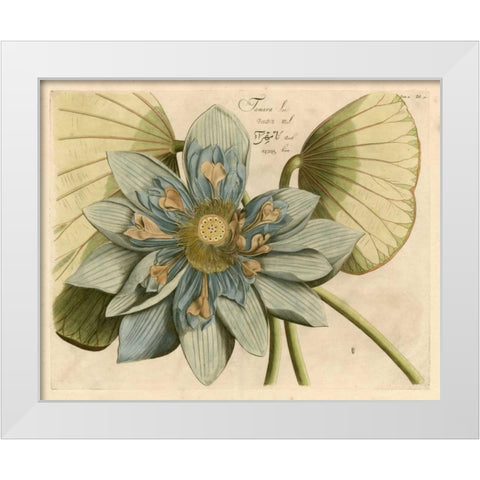 Blue Lotus Flower I White Modern Wood Framed Art Print by Vision Studio