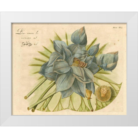 Blue Lotus Flower II White Modern Wood Framed Art Print by Vision Studio