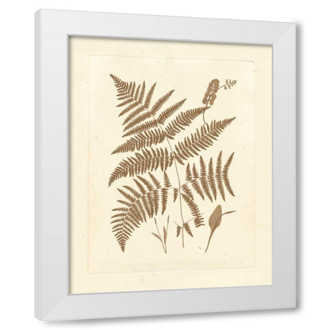 Sepia Ferns I White Modern Wood Framed Art Print by Vision Studio