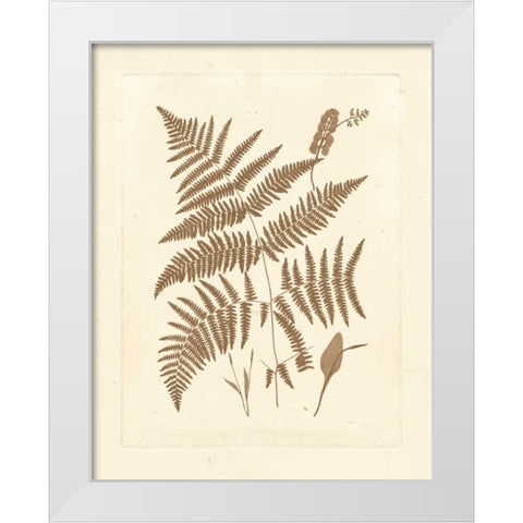 Sepia Ferns I White Modern Wood Framed Art Print by Vision Studio