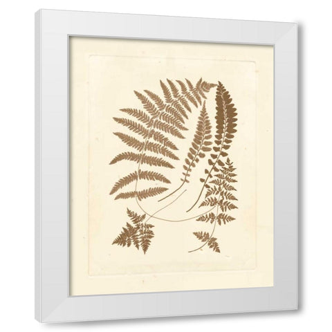 Sepia Ferns II White Modern Wood Framed Art Print by Vision Studio