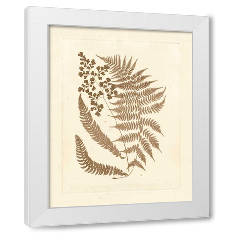 Sepia Ferns III White Modern Wood Framed Art Print by Vision Studio