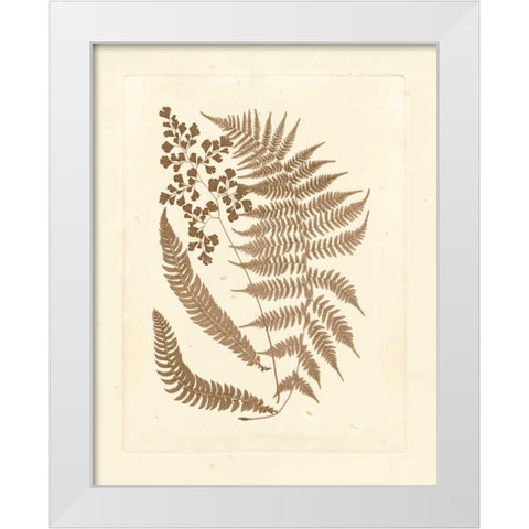 Sepia Ferns III White Modern Wood Framed Art Print by Vision Studio