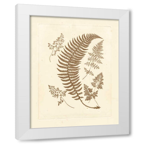 Sepia Ferns IV White Modern Wood Framed Art Print by Vision Studio