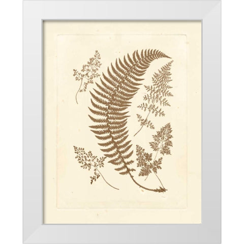 Sepia Ferns IV White Modern Wood Framed Art Print by Vision Studio