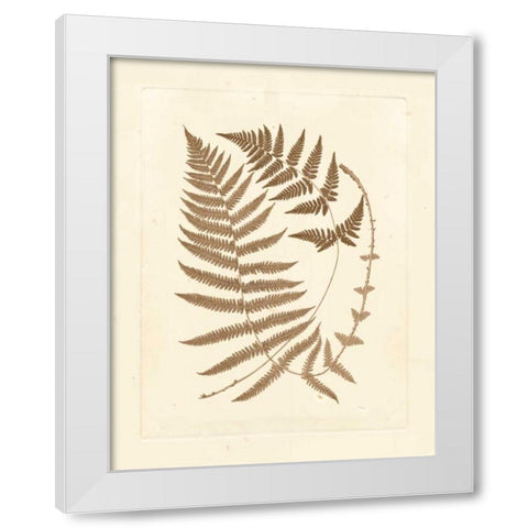 Sepia Ferns V White Modern Wood Framed Art Print by Vision Studio