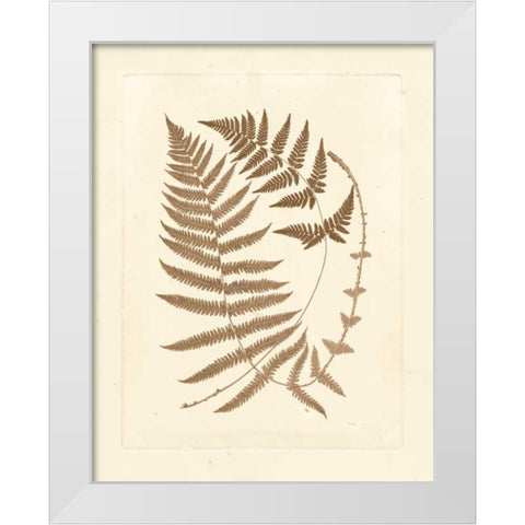 Sepia Ferns V White Modern Wood Framed Art Print by Vision Studio