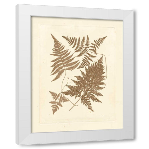 Sepia Ferns VI White Modern Wood Framed Art Print by Vision Studio