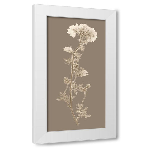 Taupe Nature Study I White Modern Wood Framed Art Print by Vision Studio