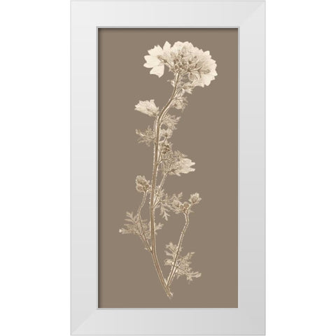 Taupe Nature Study I White Modern Wood Framed Art Print by Vision Studio