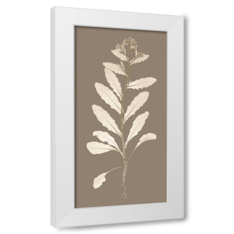 Taupe Nature Study IV White Modern Wood Framed Art Print by Vision Studio