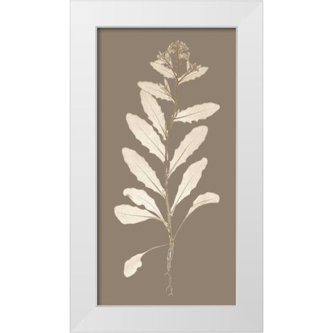 Taupe Nature Study IV White Modern Wood Framed Art Print by Vision Studio