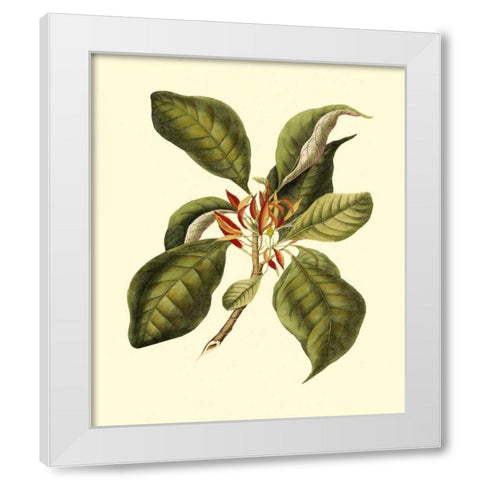 Magnificent Foliage III White Modern Wood Framed Art Print by Vision Studio