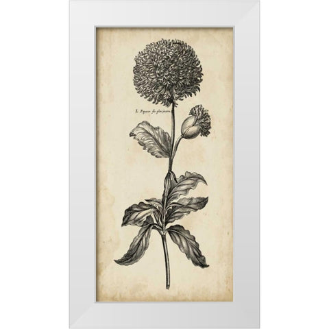 Singular Beauty II White Modern Wood Framed Art Print by Vision Studio