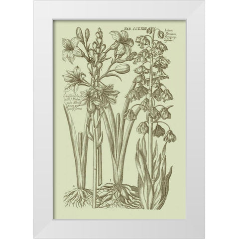 Garden of Flora II White Modern Wood Framed Art Print by Vision Studio
