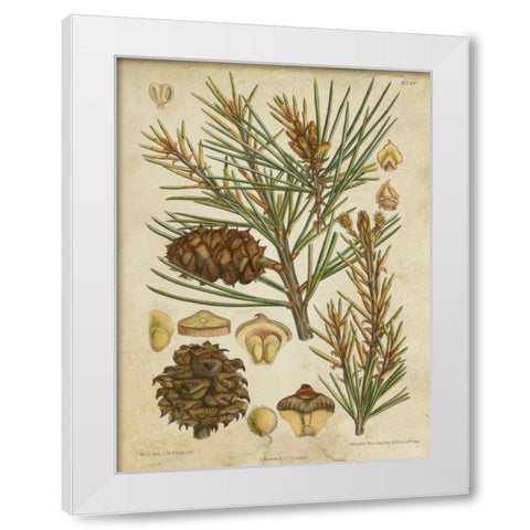 Vintage Conifers II White Modern Wood Framed Art Print by Vision Studio