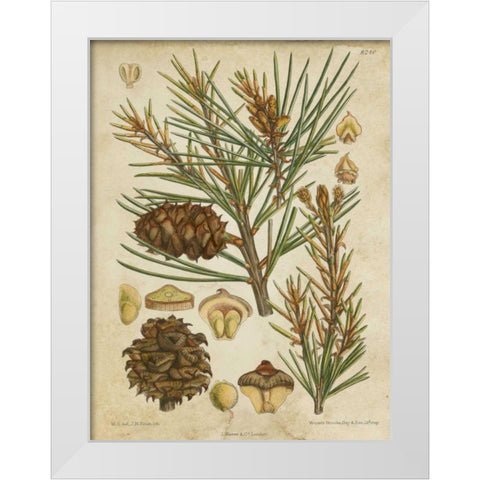 Vintage Conifers II White Modern Wood Framed Art Print by Vision Studio