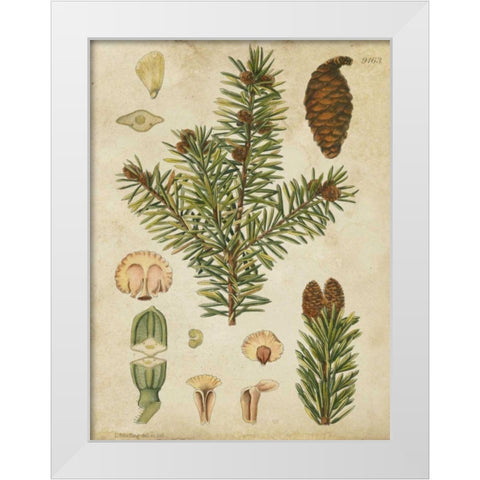 Vintage Conifers III White Modern Wood Framed Art Print by Vision Studio