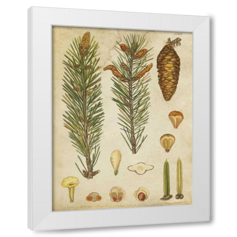 Vintage Conifers IV White Modern Wood Framed Art Print by Vision Studio